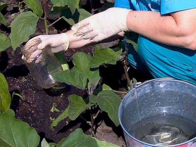 Как правильно вырастить баклажаны в теплице?