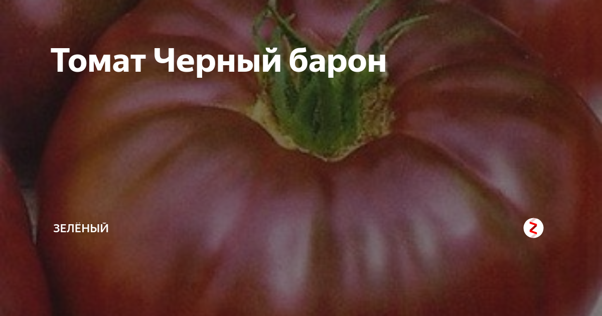 Ранний урожай для новичков — томат «барон» : описание сорта, фото, характеристика