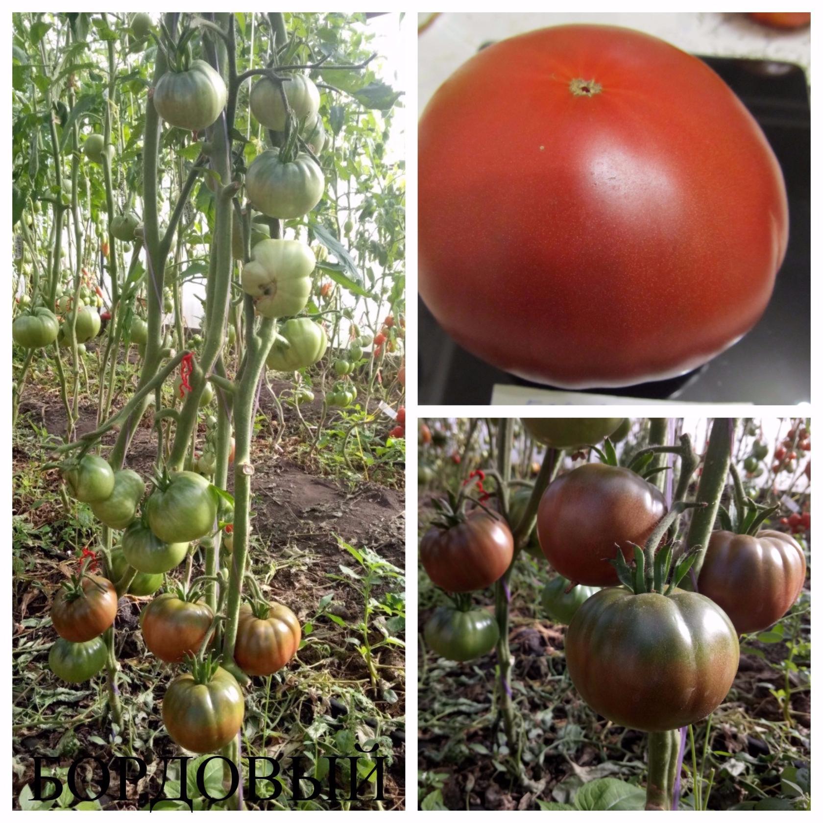 Посадка томатов в открытый грунт рассадой