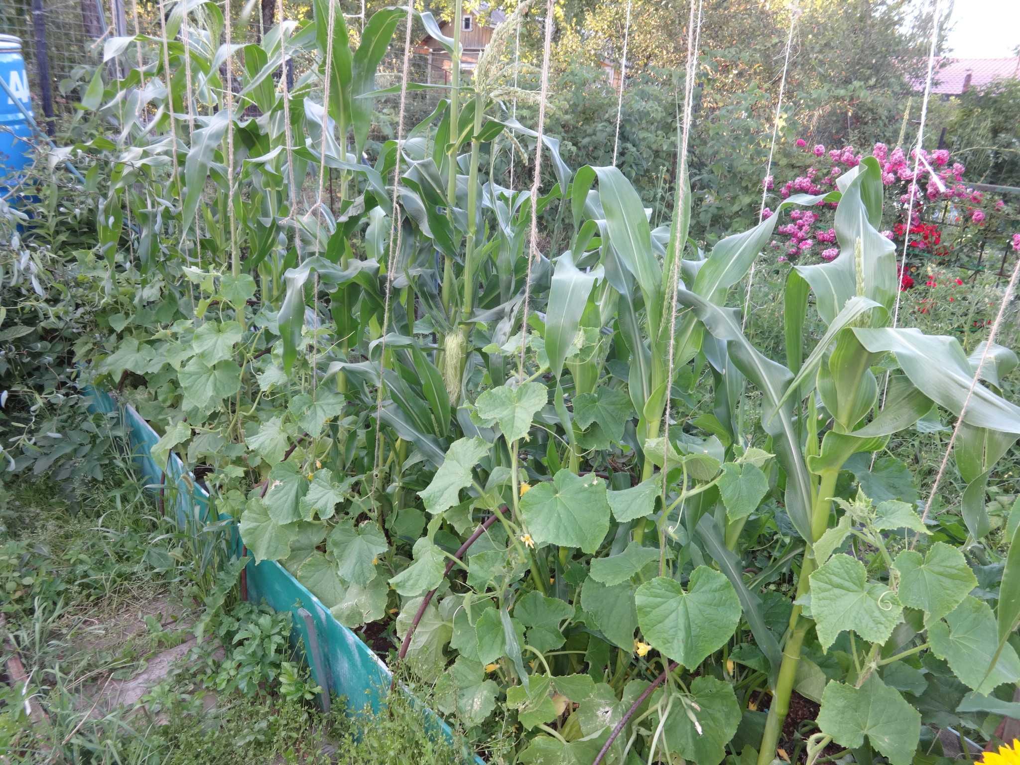 Посадка огурцов с кукурузой в грунт или теплицу для совместного выращивания (схема)