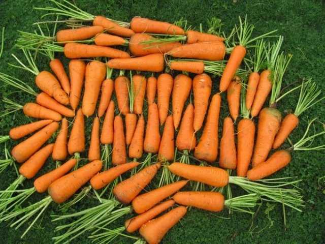 Подробное описание и характеристика моркови сорта шантане