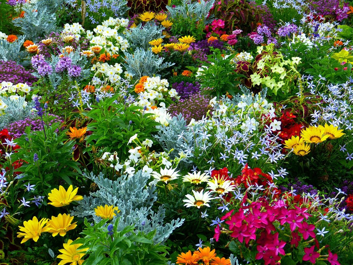 О садовых цветах однолетних: растения цветущие все лето, сорта для дачи