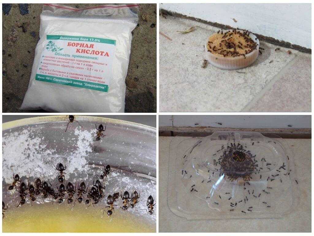 Все о применении борной кислоты от муравьев: рецепт, как разводить