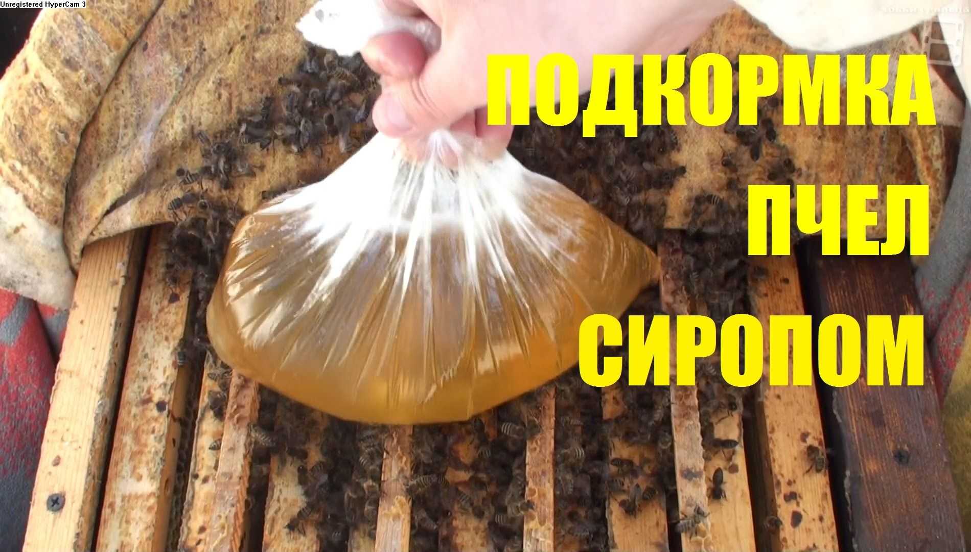 Сахарный сироп для пчел, пропорции приготовления