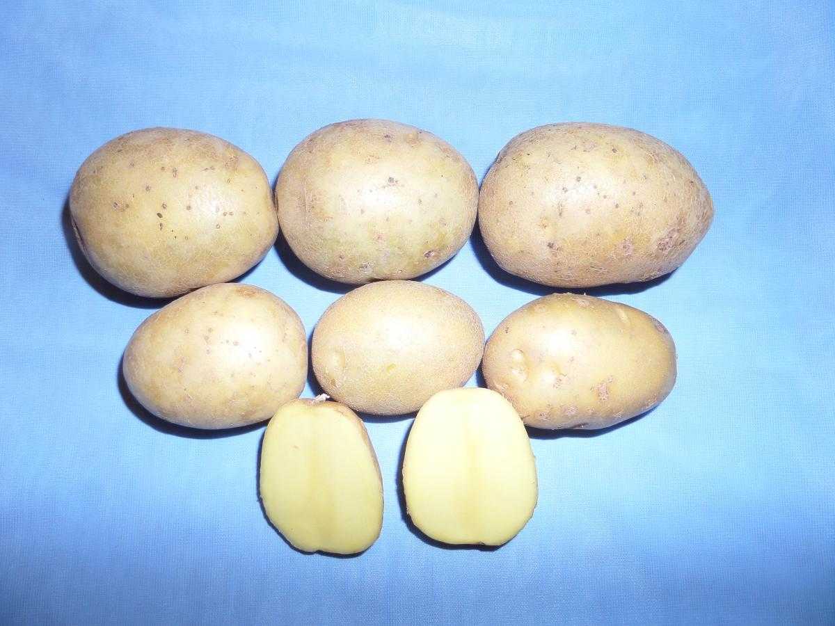 Картофель семенной Гала/Вега.