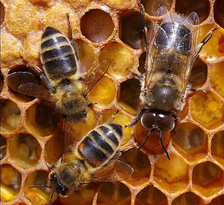 Трутни – члены пчелиного семейства. как оказалось – важные и полезные