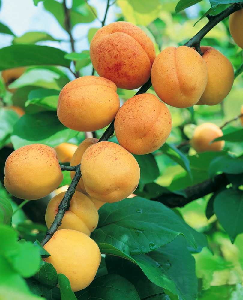 Об абрикосе медовый: описание и характеристики сорта, посадка, уход, выращивание