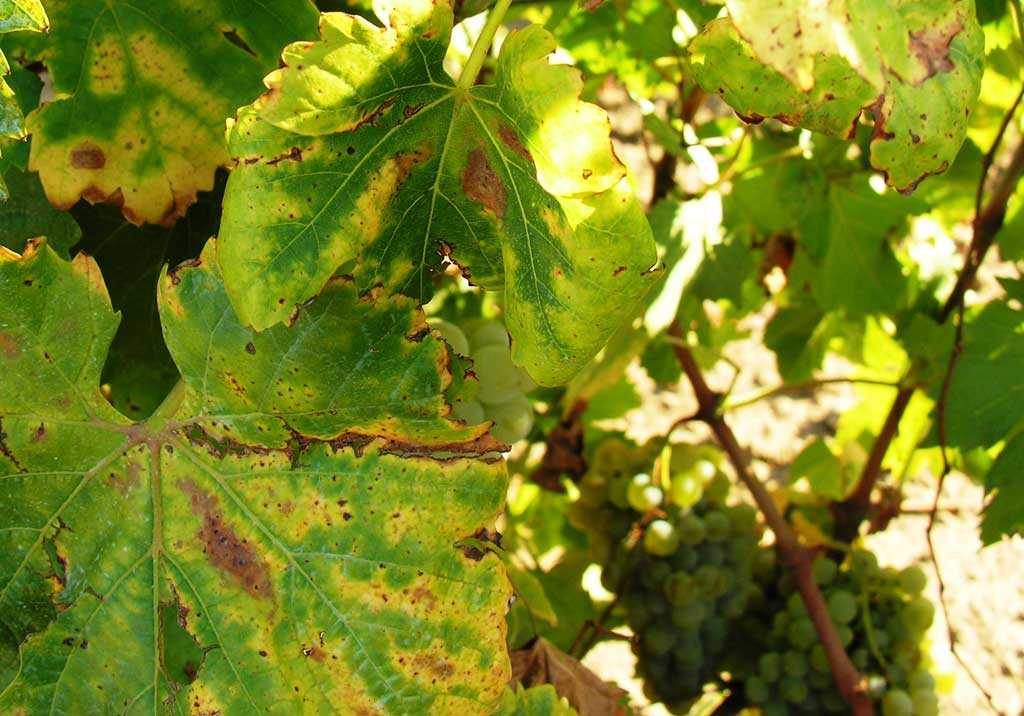 Краснуха винограда: лечение и причины возникновения болезни, почему краснеют листья и появляются пятна, что с этим делать?