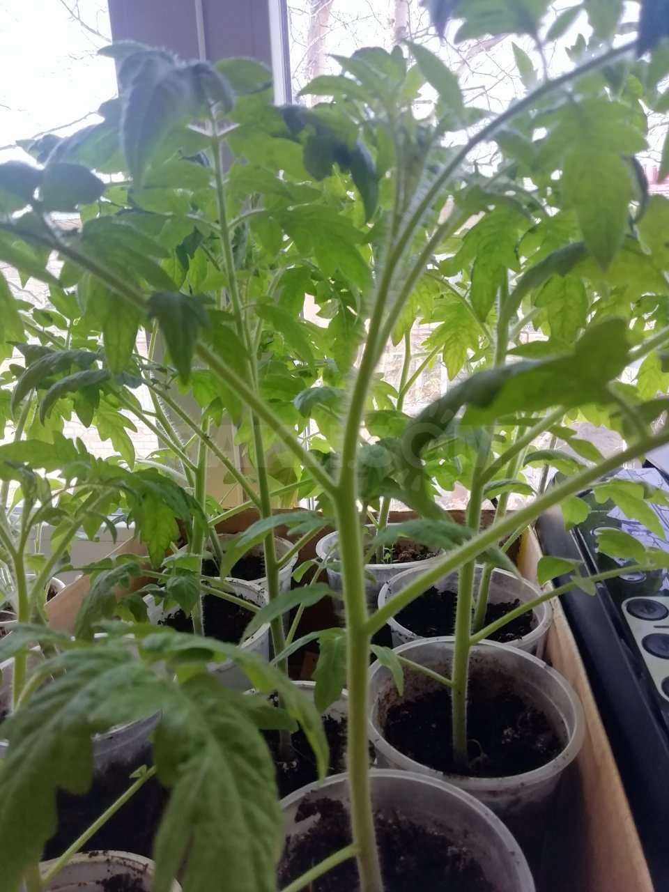 Стимуляторы роста для семян томатов: плюсы и минусы таких препаратов, а также в чем замачивать материал перед проращиванием и как опрыскивать рассаду помидоров?