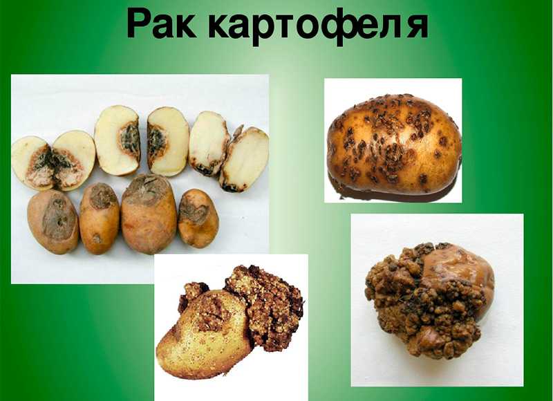 Картофель язва. Synchytrium endobioticum на картофеле. Грибы паразиты синхитриум. Раковые болезни картофеля. Болезни клубней картофеля.