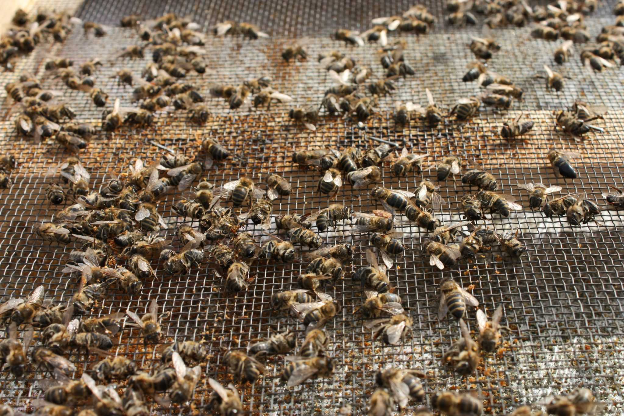 Как лечить пчел от нозематоза