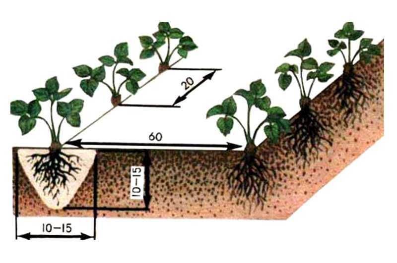 Топинамбур выращивание