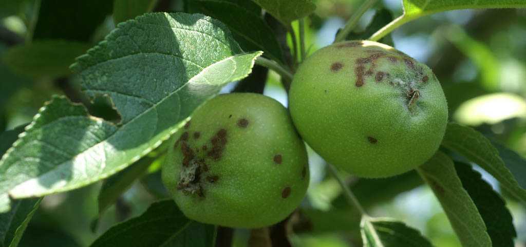 Парша яблони - причины заражения, симптомы и способы лечения 
