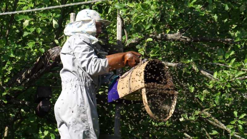 Как поймать рой пчёл в ловушку: изготовление, установка и пересадка