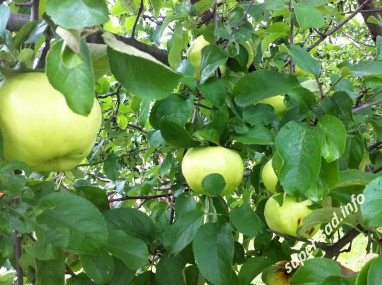 Яблоня сорта богатырь: описание и особенности