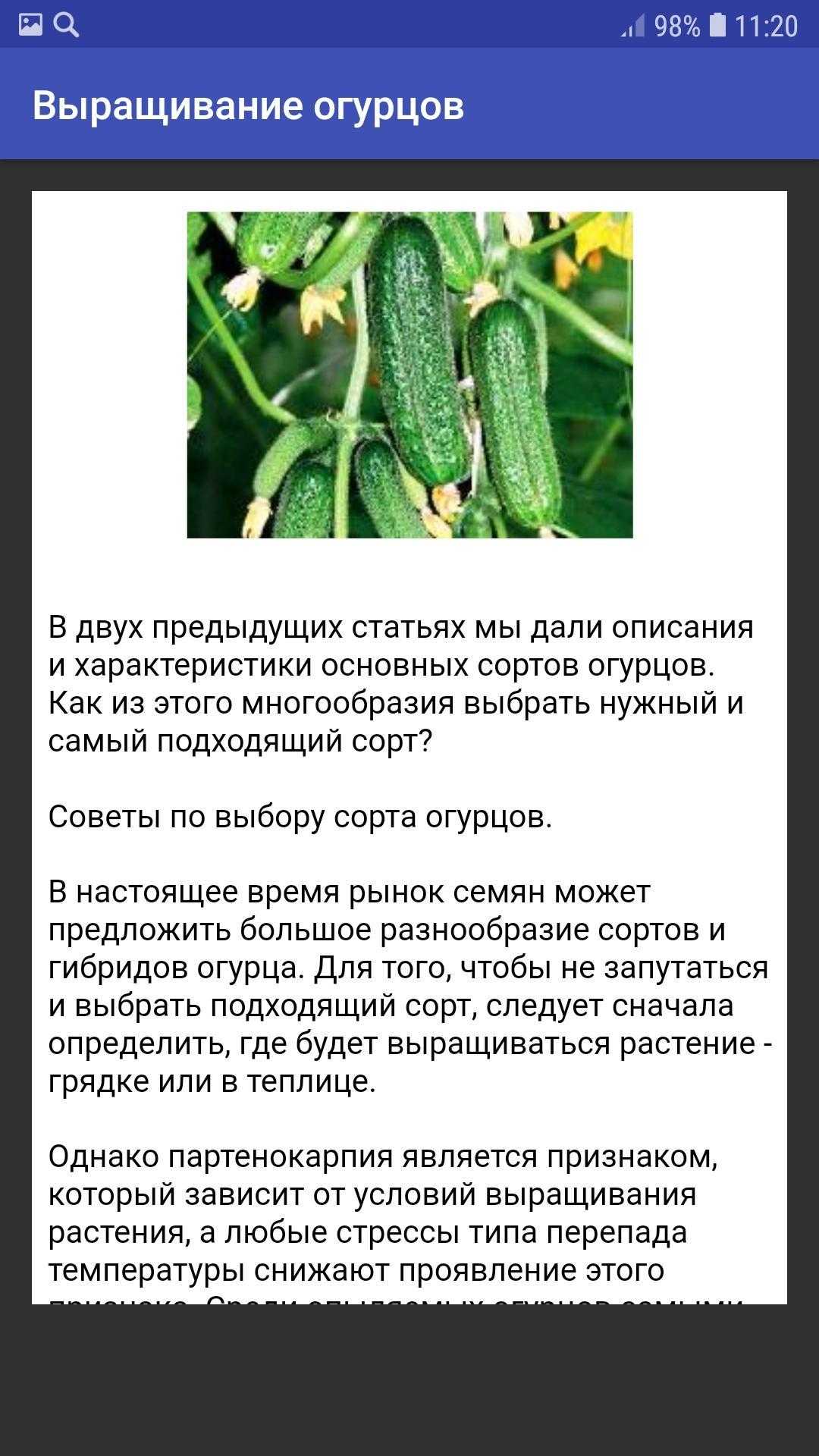 Сорт огурцов мамлюк: описание, агротехника выращивания