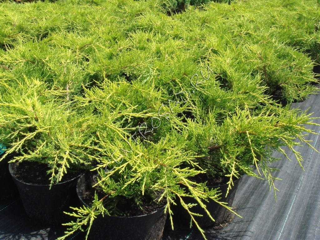Можжевельник обыкновенный голдшатц (juniperus communis goldschatz)