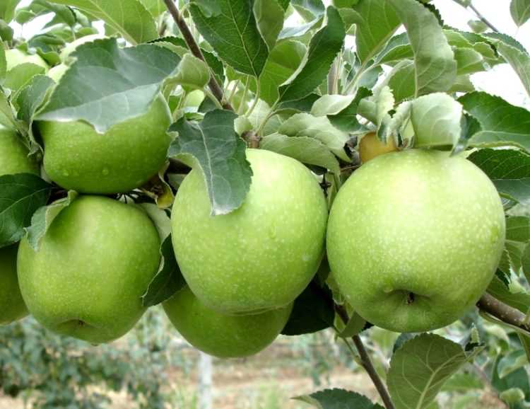 Яблоня богатырь - описание сорта, посадка и уход
