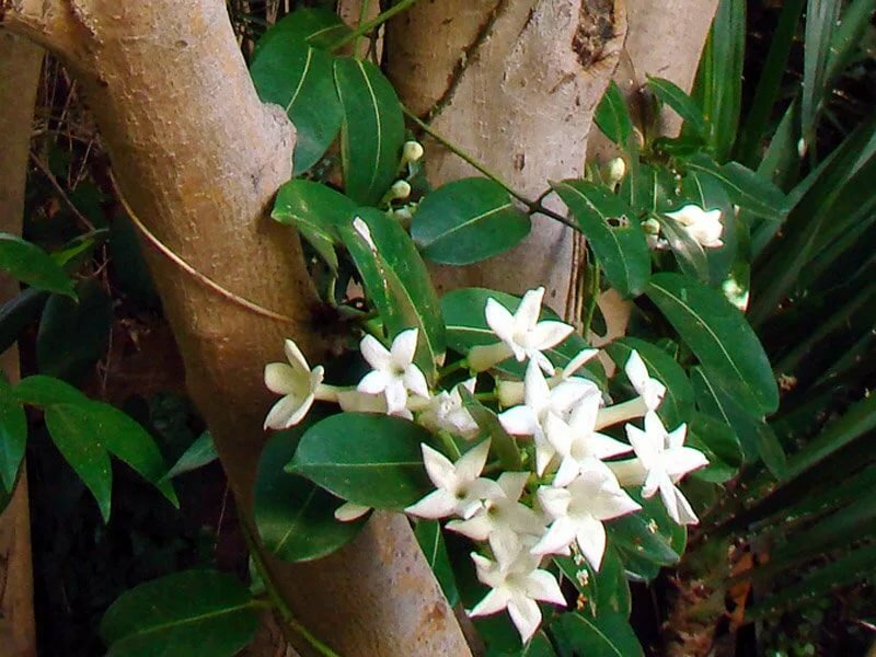 Почему не цветет мадагаскарский жасмин. жасмин мадагаскарский. грунт и удобрение