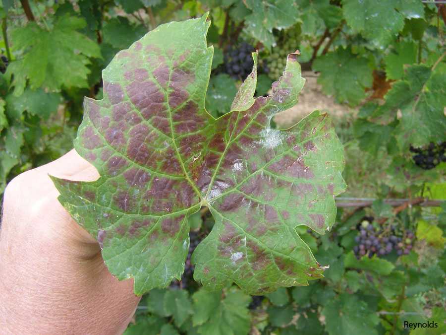 Заболевание винограда милдью: чем лечить?
