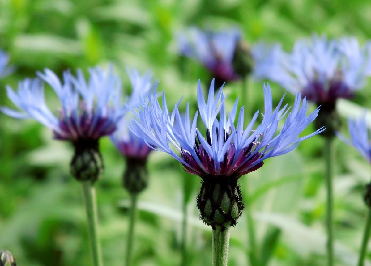 Растение синий василек: фото, описание, применение цветков в медицине и полезные свойства
