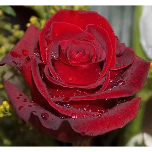 Особенности сорта роз эксплорер: выращивание классического цветка, как ухаживать