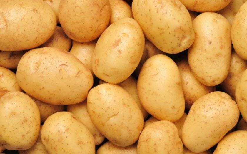 Сорт картофеля латона: описание, посадка и уход