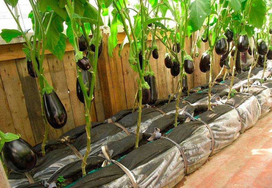 Томаты и баклажаны в одной теплице: можно ли сажать, как выращивать рядом
