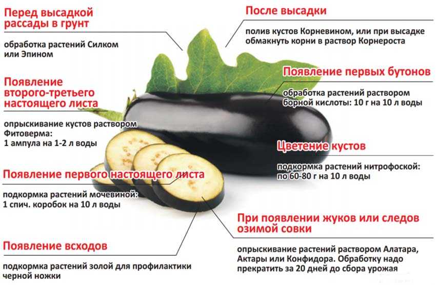 Схема высадки баклажанов в грунт