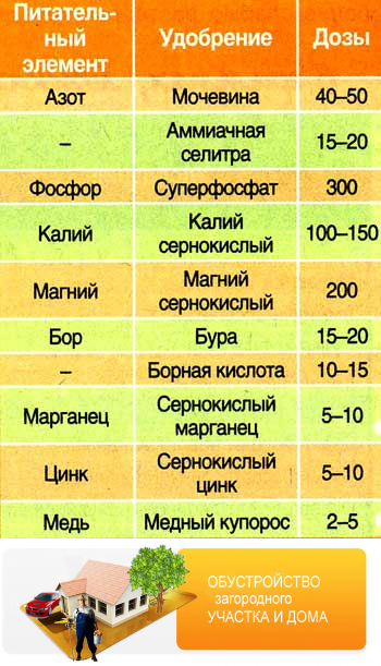 Подкормка роз летом