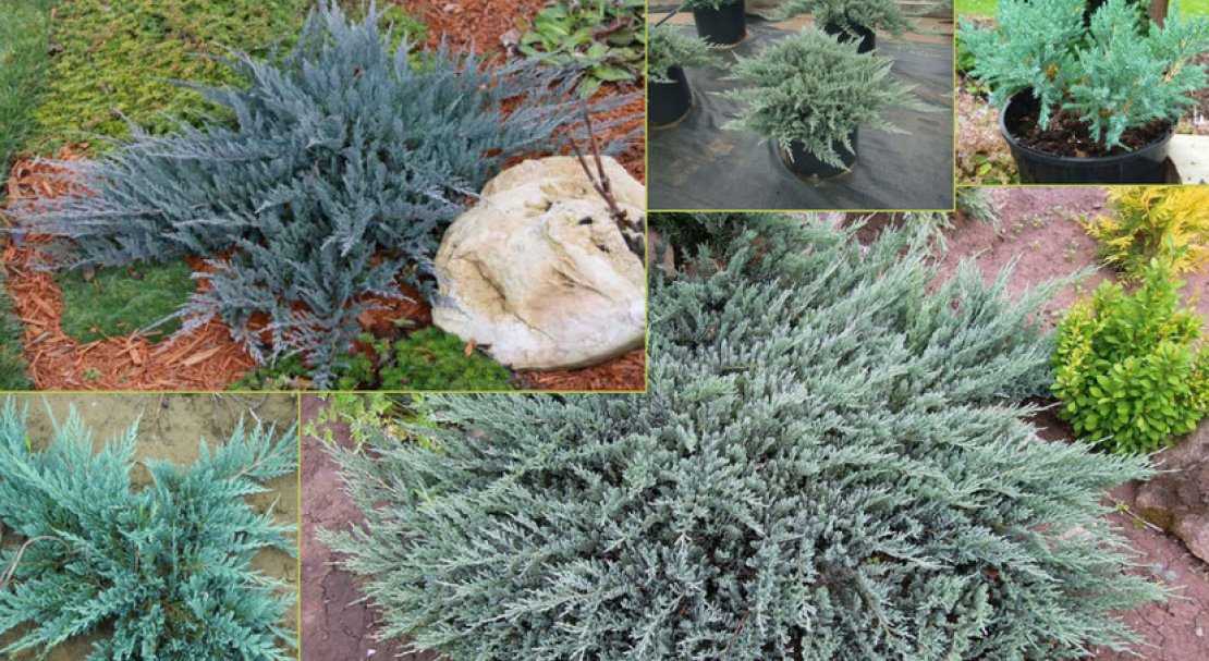 Можжевельник прибрежный блю пасифик (juniperus conferta blue pacific)