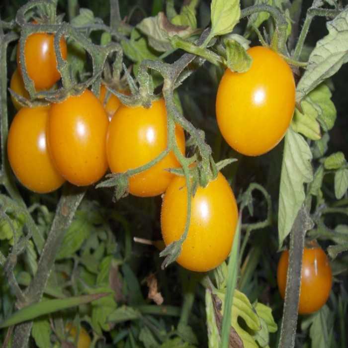 Сорт томата «финик желтый»: фото, отзывы, описание, характеристика, урожайность