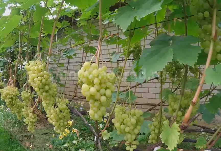 Виноград алешенькин — высокоурожайный столовый сорт, дающий до 25 кг ягод с куста