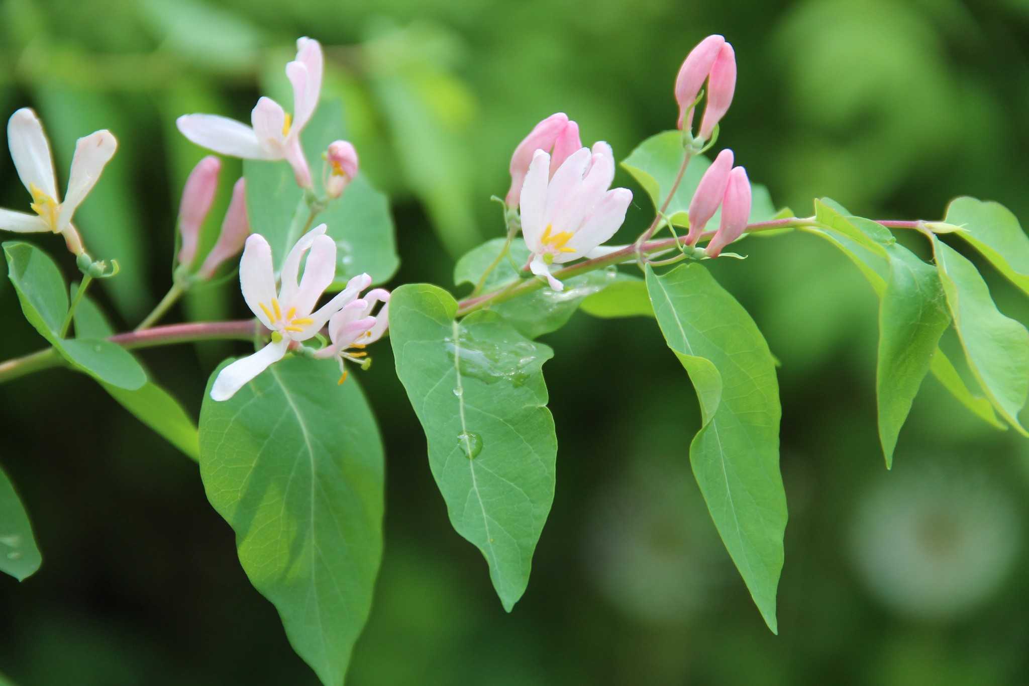 Lonicera tatarica жимолость Татарская