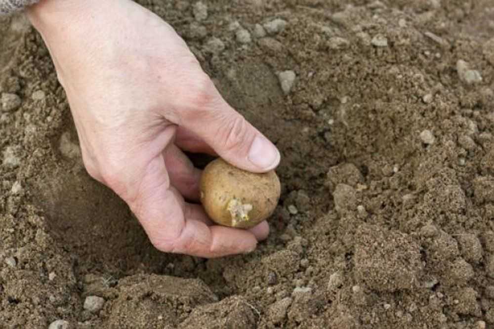 Благоприятные дни для посадки картофеля в 2020 году по лунному календарю