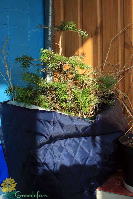 Пихта корейская сильберлок (abies koreana silberlocke)