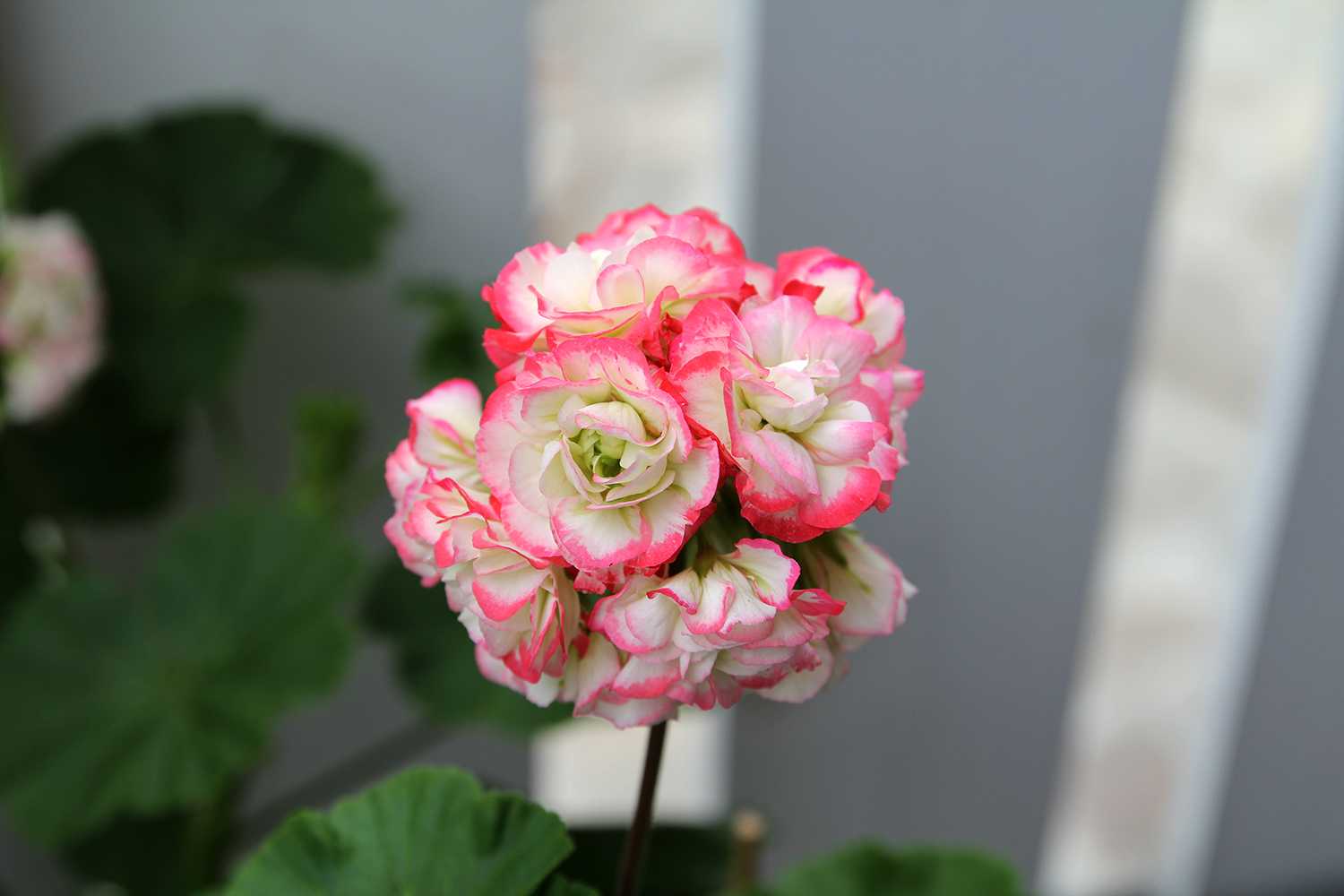 Пеларгония apple blossom rosebud: изучаем по порядку