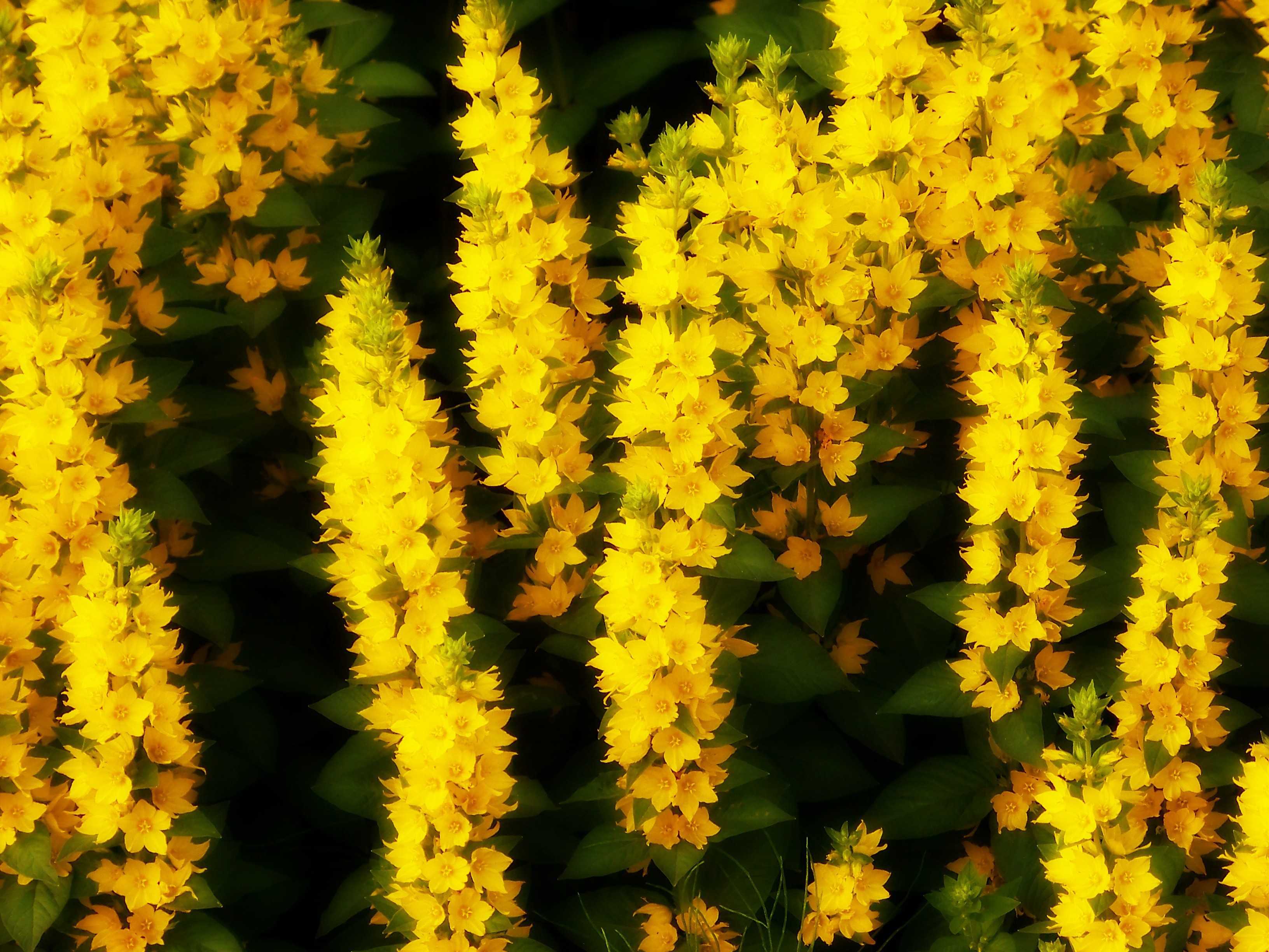 Желтые цветы для дачи. Желтый куст вербены многолетка. Многолетник Мимоза желтая. Вербена желтая. Вербена желтая многолетняя.