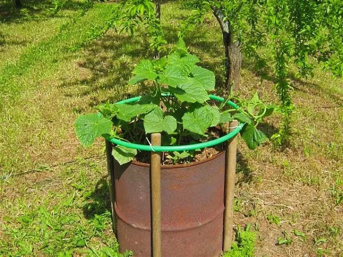 Как правильно выращивать и ухаживать за огурцами в открытом грунте