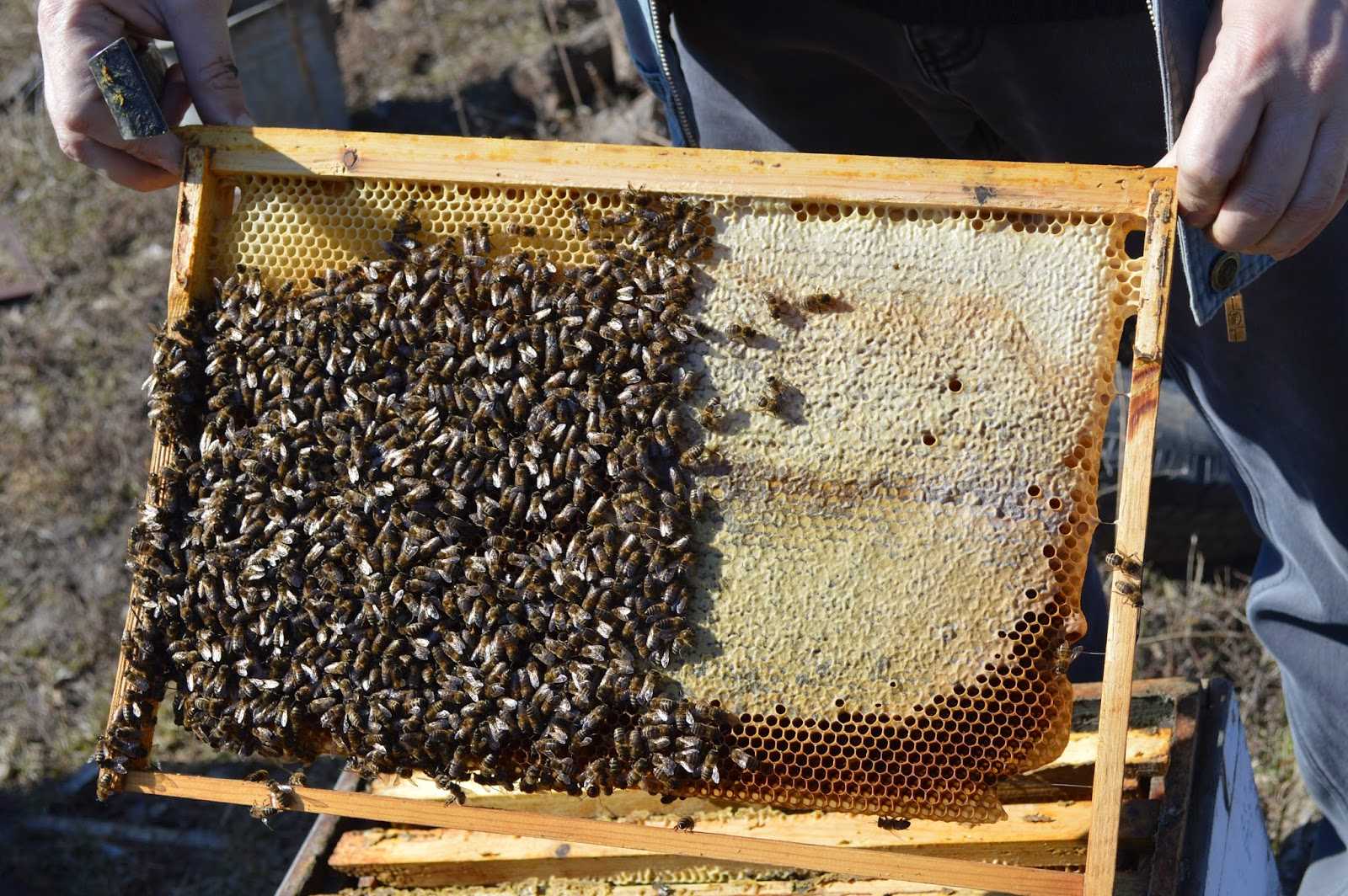 Подкормка пчел ранней весной. Подкормка пчел. Подкорм пчел. Пчеловодстве для подкормки пчёл. Кормежка для пчел.