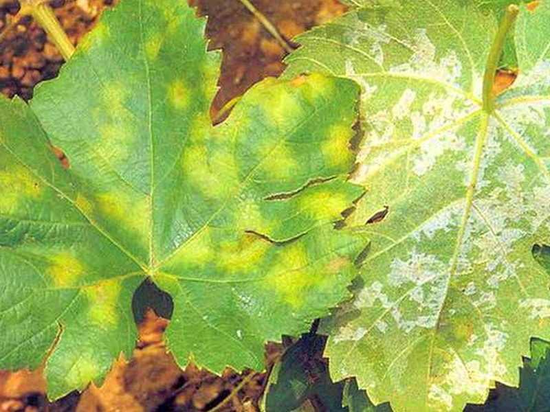 Причины покраснения листьев на винограднике