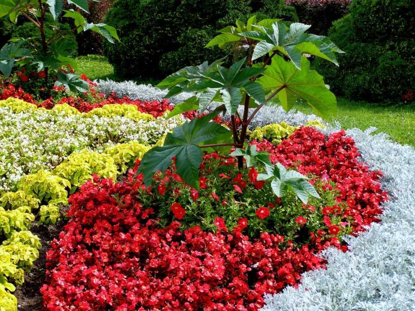 Неприхотливые и долгоцветущие многолетние садовые цветы