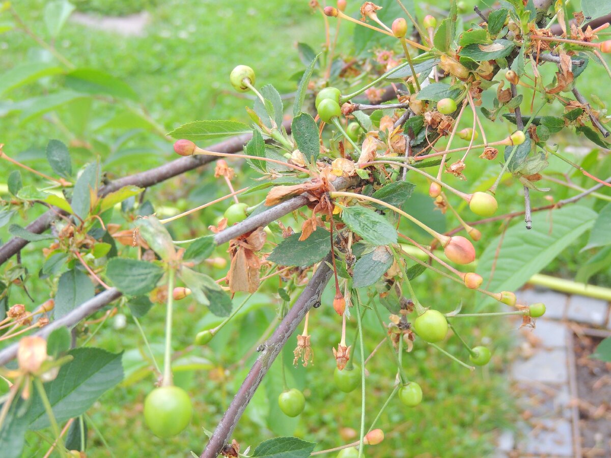 Как лечить монилиоз вишни?