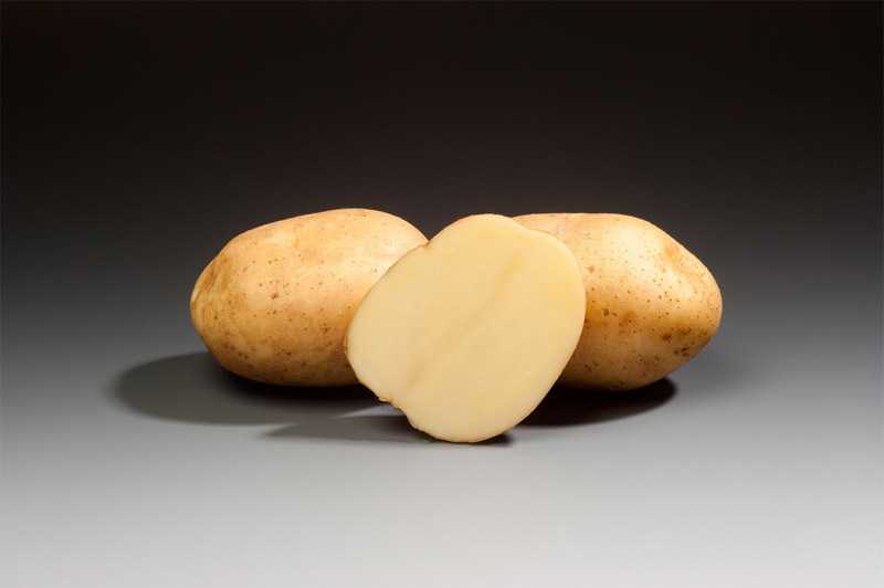 Столовая картошка. Картофель сорта Романо семенной. Картофель сорт Терра. Сорт Андретта картофель. Семенные клубни картофеля.