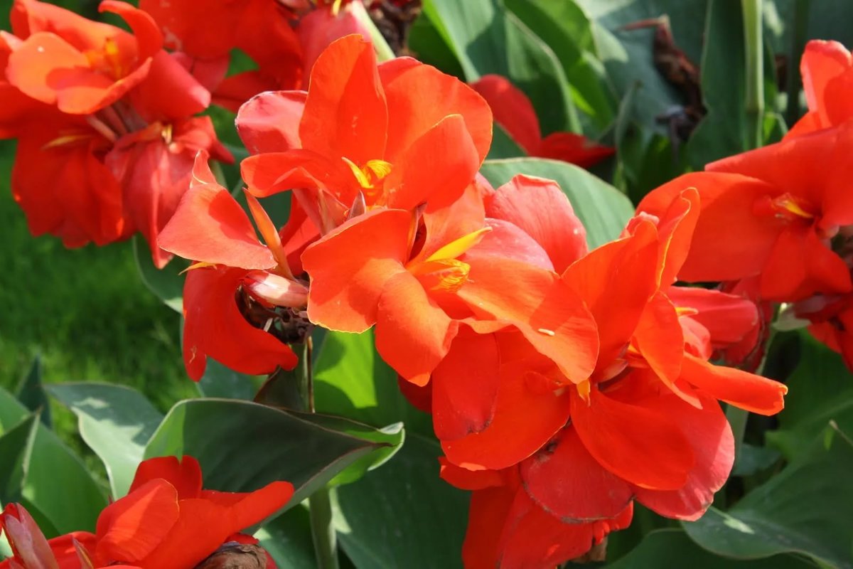 Канны - цветы, выращивание в саду: посадка, полив, размножение
