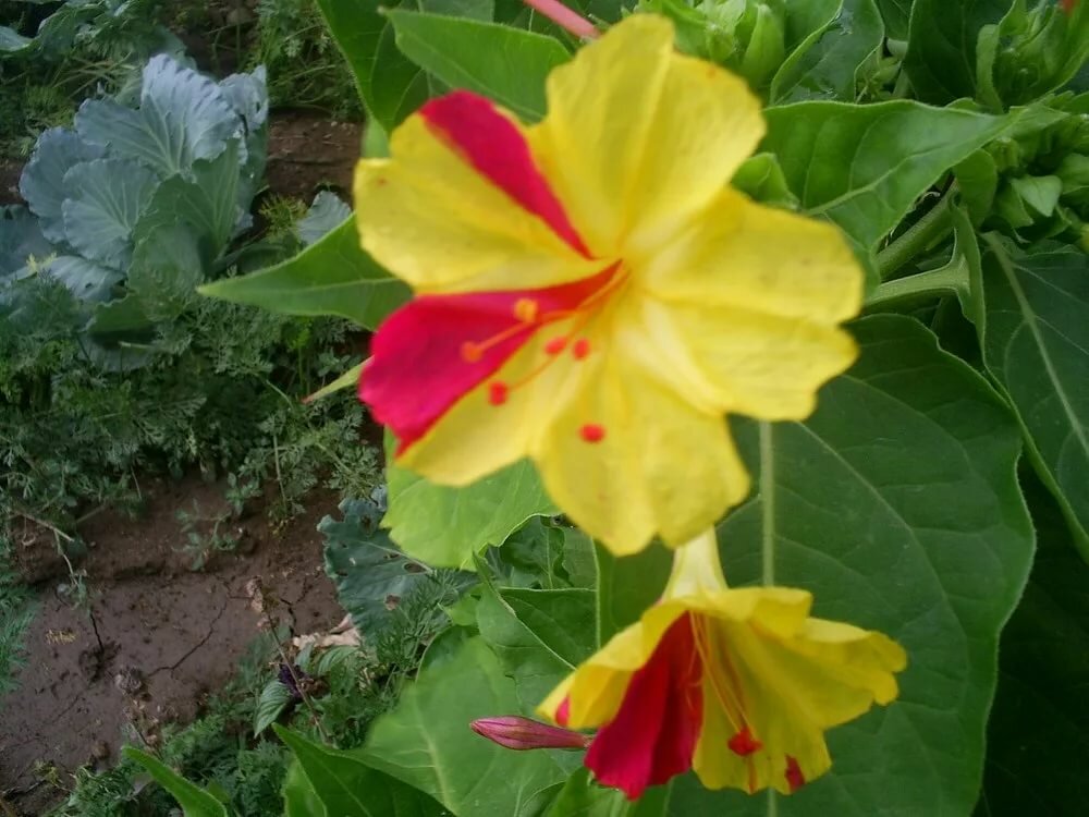 Семена зорька. Зорька цветы мирабилис. Цветок ночная красавица мирабилис. Мирабилис Йеллоу.