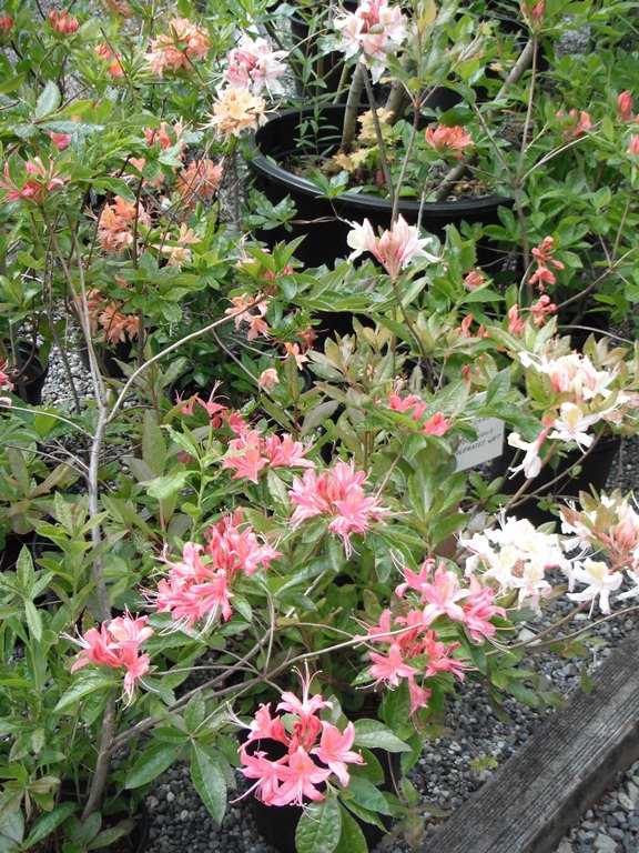 Азалия японская уайт лайтс: выращивание рододендрон, подсорта azalea white lights, что делать, если не цветет, болезни и вредители, особенности размножения