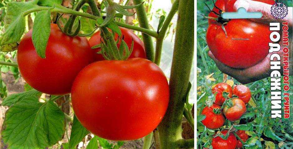 Томат подснежник отзывы. Китайские сорта томатов фото и описание.
