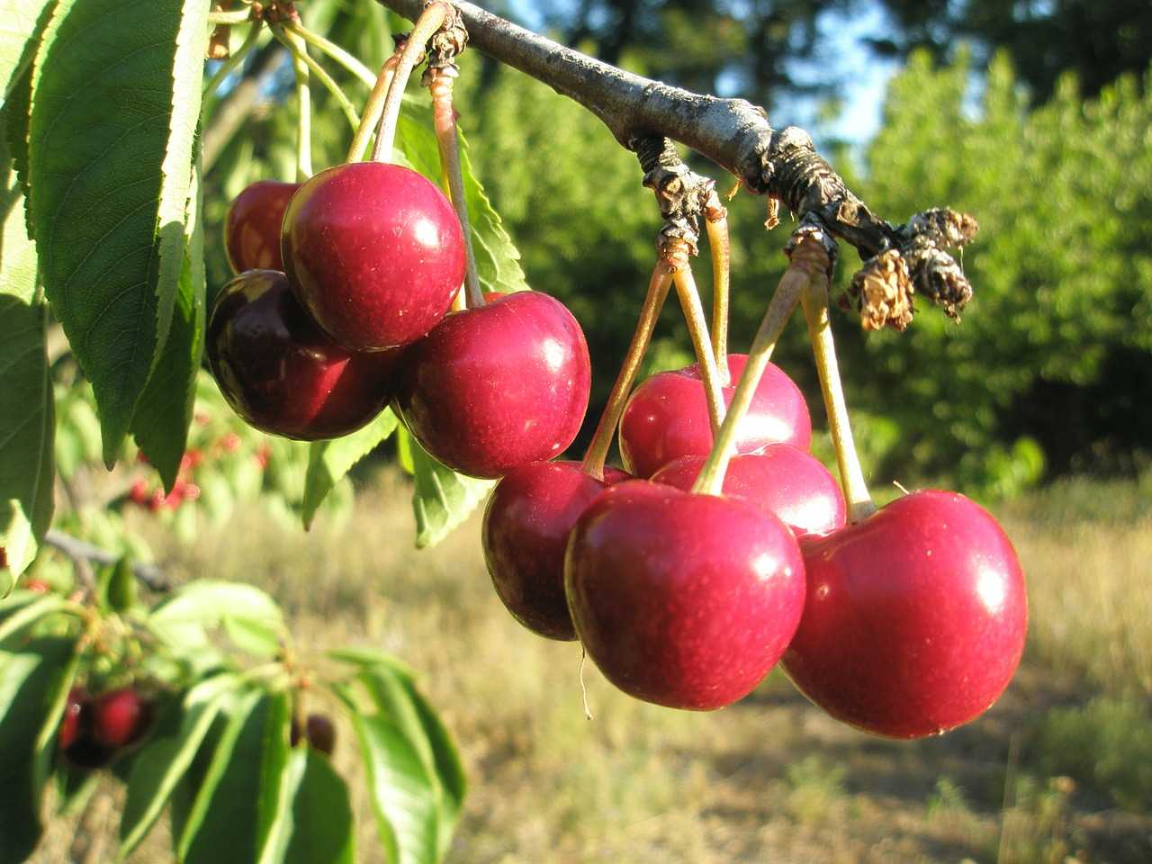 Топ-5 самых сладких сортов вишни