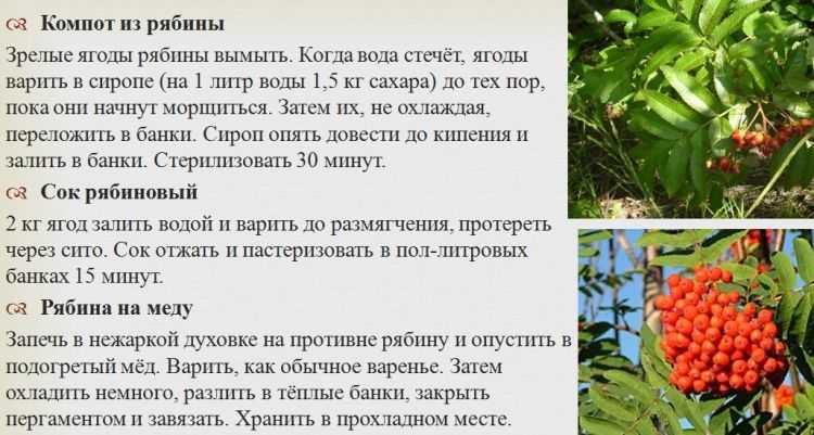 Цветки черной бузины — применяем как лекарство от многих болезней